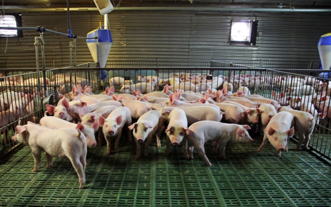 養(yǎng)豬場 養(yǎng)豬場