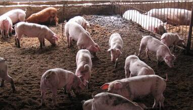 養(yǎng)豬場除臭 養(yǎng)豬場除臭