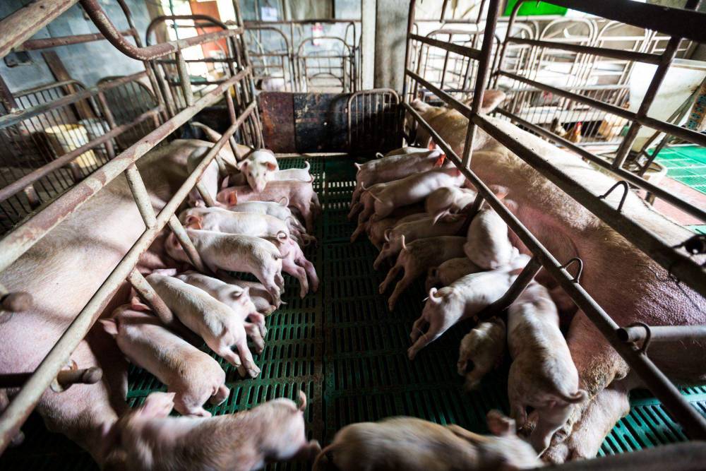 養(yǎng)豬場(chǎng)噴淋塔除臭 養(yǎng)豬場(chǎng)噴淋塔除臭