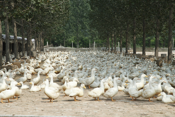 鴨場除臭 鴨場除臭